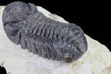 Bargain, Austerops Trilobite - Ofaten, Morocco #80673-3